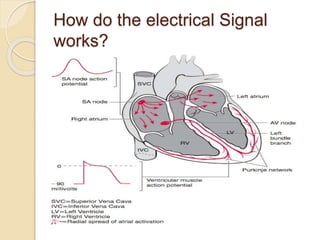 How do the electrical Signal
works?
 