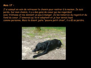Mois 17 : J'ai essayé en vain de retrouver le chemin pour rentrer à la maison. Je suis perdu. Sur mon chemin, il y a des gens de coeur qui me regardent avec tristesse et me donnent un peu à manger. Je les remercie du regard et du fond du coeur. J'aimerais qu'ils m'adoptent et je leur serais loyal comme personne. Mais ils disent juste "pauvre petit chien", il a dû se perdre. 