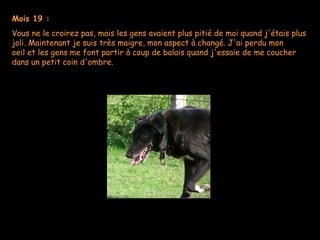 Mois 19 : Vous ne le croirez pas, mais les gens avaient plus pitié de moi quand j'étais plus joli. Maintenant je suis très maigre, mon aspect à changé. J'ai perdu mon oeil et les gens me font partir à coup de balais quand j'essaie de me coucher dans un petit coin d'ombre. 