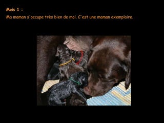 Mois 1 : Ma maman s'occupe très bien de moi. C'est une maman exemplaire.     