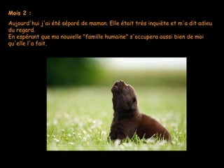 Mois 2 : Aujourd'hui j'ai été séparé de maman. Elle était très inquiète et m'a dit adieu du regard. En espérant que ma nouvelle "famille humaine" s'occupera aussi bien de moi qu'elle l'a fait. 