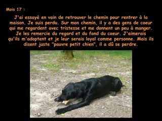 Mois 17 :
J'ai essayé en vain de retrouver le chemin pour rentrer à la
maison. Je suis perdu. Sur mon chemin, il y a des gens de coeur
qui me regardent avec tristesse et me donnent un peu à manger.
Je les remercie du regard et du fond du coeur. J'aimerais
qu'ils m'adoptent et je leur serais loyal comme personne. Mais ils
disent juste "pauvre petit chien", il a dû se perdre.
 
