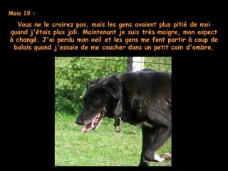 Mois 19 :
Vous ne le croirez pas, mais les gens avaient plus pitié de moi
quand j'étais plus joli. Maintenant je suis très maigre, mon aspect
à changé. J'ai perdu mon oeil et les gens me font partir à coup de
balais quand j'essaie de me coucher dans un petit coin d'ombre.
 