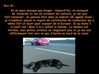 Mois 20 :
Je ne peux presque pas bouger. Aujourd'hui, en essayant
de traverser la rue où circulent les voitures, je me suis
fait renverser. Je pensais être dans un endroit sûr appelé fossé ;
je n'oublierai jamais le regard de satisfaction du conducteur qui a
même fait un écart pour essayer de m'écraser. Si au moins il
m'avait tué ! Mais il m'a éclaté la hanche. La douleur est
terrible, mes pattes arrières ne réagissent plus et je me suis
difficilement tiré vers un peu d'herbe au bord de la route.
 