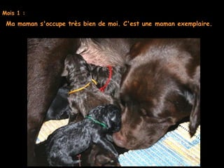 Mois 1 :
Ma maman s'occupe très bien de moi. C'est une maman exemplaire. 
 