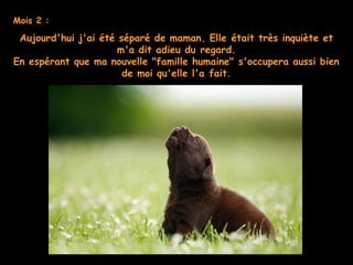 Mois 2 :
Aujourd'hui j'ai été séparé de maman. Elle était très inquiète et
m'a dit adieu du regard.
En espérant que ma nouvelle "famille humaine" s'occupera aussi bien
de moi qu'elle l'a fait.
 