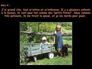 Mois 4 :
J'ai grandi vite, tout m'attire et m'intéresse. Il y a plusieurs enfants
à la maison, ils sont pour moi comme des "petits frères". Nous sommes
très polissons, ils me tirent la queue, et je les mords pour jouer. 
 