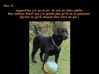 Mois 12 :
Aujourd'hui j'ai eu un an. Je suis un chien adulte.
Mes maîtres disent que j'ai grandi plus qu'ils ne le pensaient.
Qu'est-ce qu'ils doivent être fiers de moi !
 
