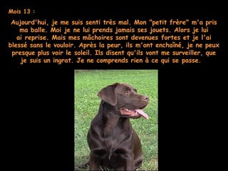 Mois 13 :
Aujourd'hui, je me suis senti très mal. Mon "petit frère" m'a pris
ma balle. Moi je ne lui prends jamais ses jouets. Alors je lui
ai reprise. Mais mes mâchoires sont devenues fortes et je l'ai
blessé sans le vouloir. Après la peur, ils m'ont enchaîné, je ne peux
presque plus voir le soleil. Ils disent qu'ils vont me surveiller, que
je suis un ingrat. Je ne comprends rien à ce qui se passe.  
 