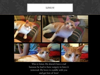 LINUS!
This is Linus. He doesn't have a tail
because he had to have surgery to have it
removed. He loves to cuddle with you
and get lots of love!
 