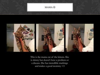 MAMA 
This is the mama cat of the kittens. She
is skinny but doesn’t have a problem or
a disease. She has incredible markings
and makes a good mommy <3
 
