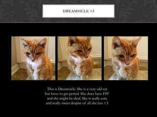 DREAMSICLE <3
This is Dreamsicle. She is a very old cat
but loves to get petted. She does have FIV
and she might be deaf. She is really cute
and really sweet despite of all she has <3
 