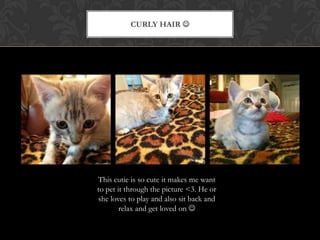 CURLY HAIR 
This cutie is so cute it makes me want
to pet it through the picture <3. He or
she loves to play and also sit back and
relax and get loved on 
 