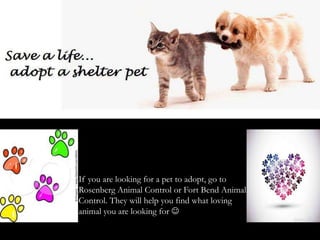 If you are looking for a pet to adopt, go to
Rosenberg Animal Control or Fort Bend Animal
Control. They will help you find what loving
animal you are looking for 
 