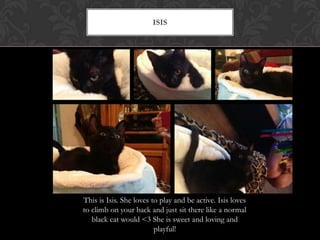 ISIS
This is Isis. She loves to play and be active. Isis loves
to climb on your back and just sit there like a normal
black cat would <3 She is sweet and loving and
playful!
 