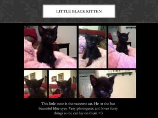 LITTLE BLACK KITTEN
This little cutie is the sweetest cat. He or she has
beautiful blue eyes. Very photogenic and loves furry
things so he can lay on them <3
 