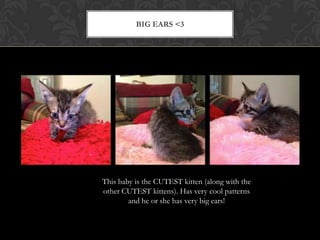 BIG EARS <3
This baby is the CUTEST kitten (along with the
other CUTEST kittens). Has very cool patterns
and he or she has very big ears!
 
