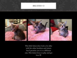 BIG EYES <3
This little kitten does look a lot alike
with his other brothers and sisters
but I promise you it is a different
one. This kitten loves to play and get
love 
 