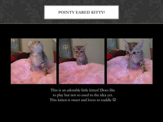 POINTY EARED KITTY!
This is an adorable little kitten! Does like
to play but not so used to the idea yet.
This kitten is sweet and loves to cuddle 
 