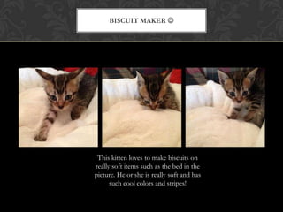 BISCUIT MAKER 
This kitten loves to make biscuits on
really soft items such as the bed in the
picture. He or she is really soft and has
such cool colors and stripes!
 