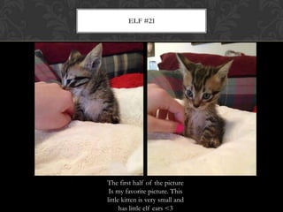ELF #21
The first half of the picture
Is my favorite picture. This
little kitten is very small and
has little elf ears <3
 