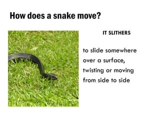 How does a snake move?
IT SLITHERS
to slide somewhere
over a surface,
twisting or moving
from side to side
 