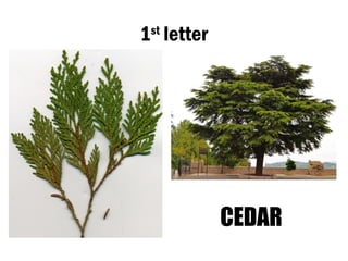 1st
letter
CEDAR
 