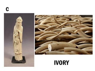 C
IVORY
 