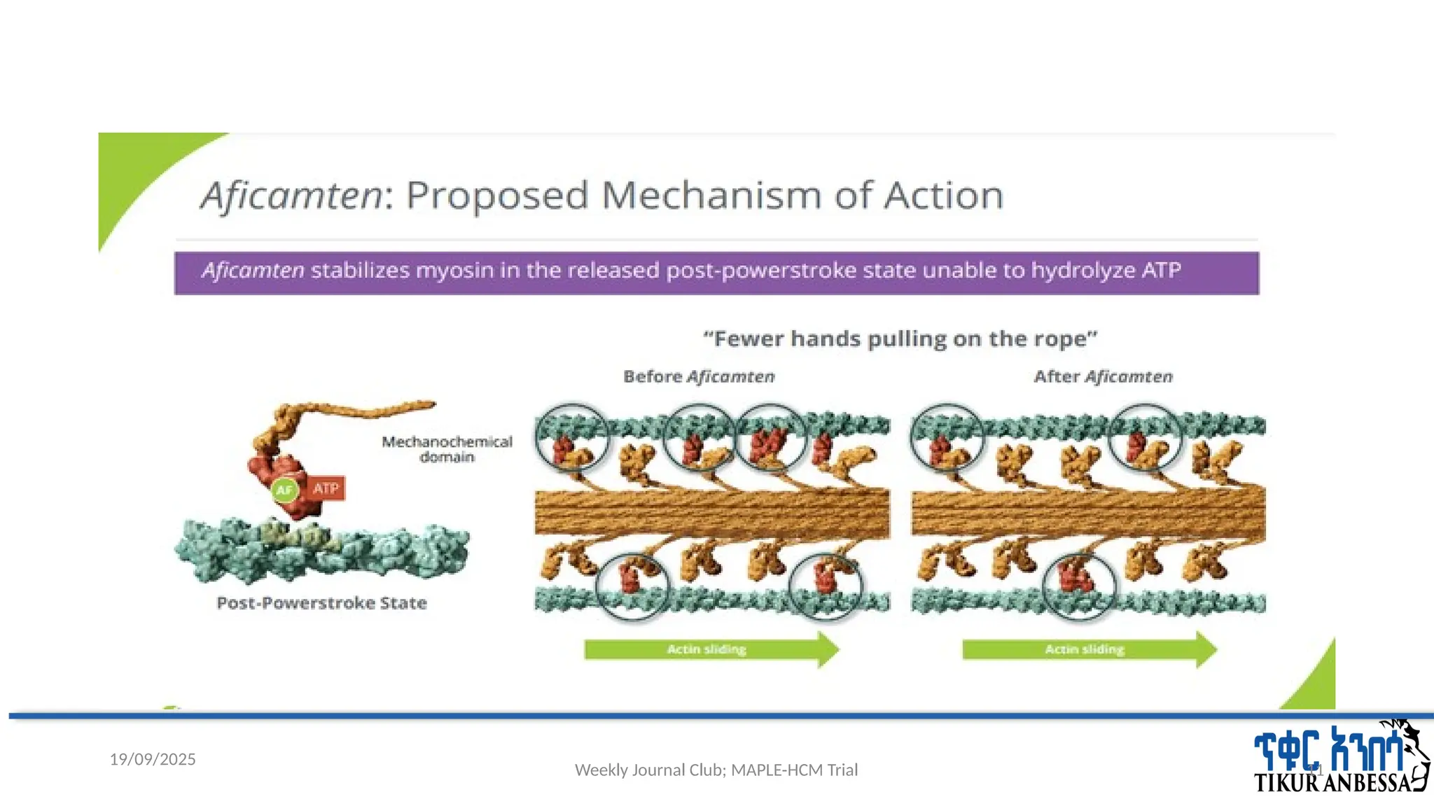 Weekly Journal Club; MAPLE-HCM Trial 11
19/09/2025
 