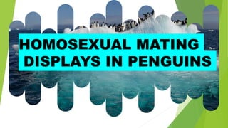HOMOSEXUAL MATING
DISPLAYS IN PENGUINS
 