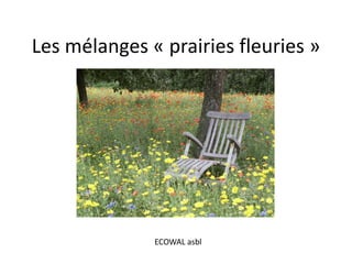 Les mélanges « prairies fleuries »
ECOWAL asbl
 