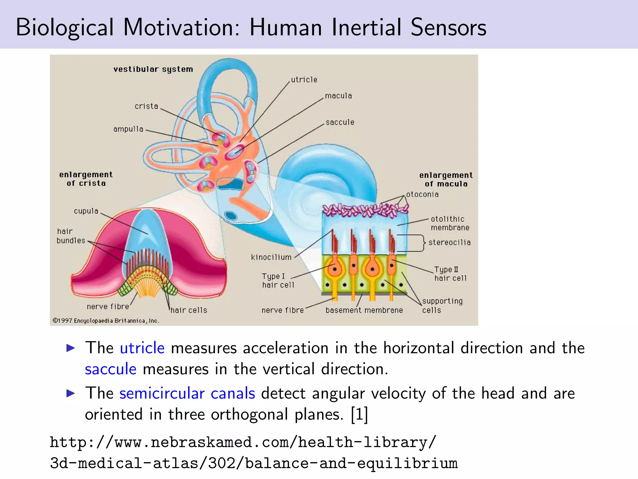 Biological Motivation: Human Inertial Sensors
The utricle measures acceleration in the horizontal direction and the
saccule measures in the vertical direction.
The semicircular canals detect angular velocity of the head and are
oriented in three orthogonal planes. [1]
http://www.nebraskamed.com/health-library/
3d-medical-atlas/302/balance-and-equilibrium
 