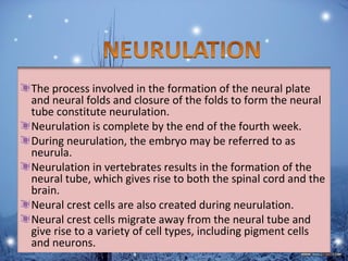 Journey of an embryo...development biology | PPT