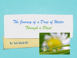 The Journey of a Drop of Water
          Through a Plant


By: Ta la M a ll i 8C
 
