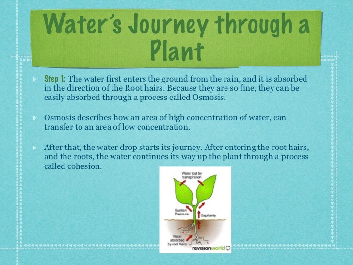 Journey of a water drop through a plant