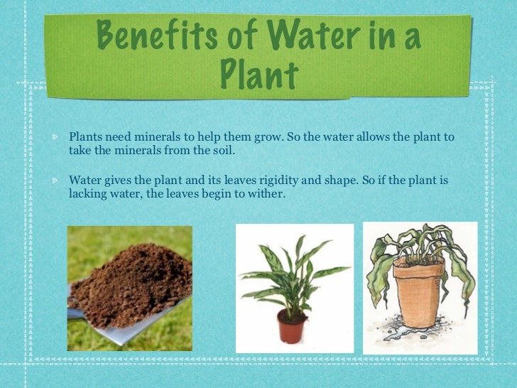 Journey of a water drop through a plant