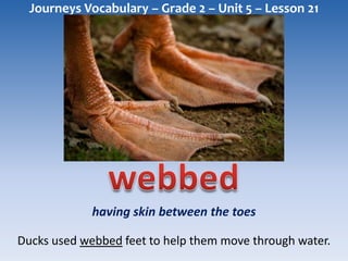 Journeys Vocabulary – Grade 2 – Unit 5 – Lesson 21




             having skin between the toes

Ducks used webbed feet to help them move through water.
 