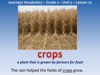 Journeys Vocabulary – Grade 2 – Unit 5 – Lesson 25




     a plant that is grown by farmers for food

 The rain helped the fields of crops grow.
 