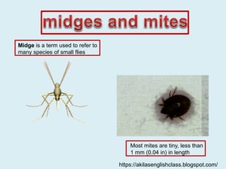 Midge is a term used to refer to
many species of small flies
Most mites are tiny, less than
1 mm (0.04 in) in length
https://akilasenglishclass.blogspot.com/
 