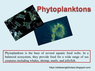 Phytoplankton is the base of several aquatic food webs. In a
balanced ecosystem, they provide food for a wide range of sea
creatures including whales, shrimp, snails, and jellyfish.
https://akilasenglishclass.blogspot.com/
 