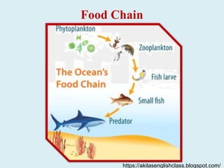Food Chain
https://akilasenglishclass.blogspot.com/
 