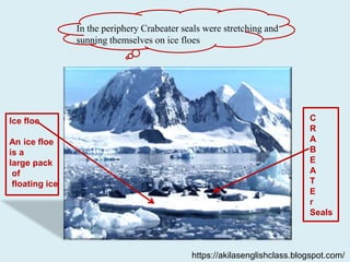 In the periphery Crabeater seals were stretching and
sunning themselves on ice floes
Ice floe
An ice floe
is a
large pack
of
floating ice
C
R
A
B
E
A
T
E
r
Seals
https://akilasenglishclass.blogspot.com/
 