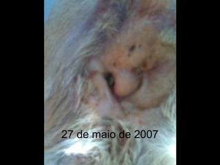 27 de maio de 2007
 