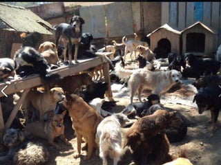 alta densidade populacional
 