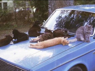 animais soltos no entorno
 