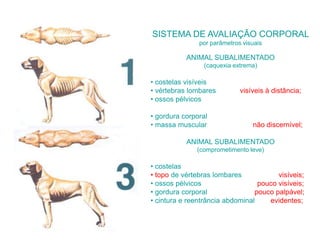 SISTEMA DE AVALIAÇÃO CORPORAL
por parâmetros visuais
ANIMAL SUBALIMENTADO
(caquexia extrema)
• costelas visíveis
• vértebras lombares visíveis à distância;
• ossos pélvicos
• gordura corporal
• massa muscular não discernível;
ANIMAL SUBALIMENTADO
(comprometimento leve)
• costelas
• topo de vértebras lombares visíveis;
• ossos pélvicos pouco visíveis;
• gordura corporal pouco palpável;
• cintura e reentrância abdominal evidentes;
 