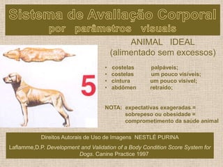 ANIMAL IDEAL
(alimentado sem excessos)
• costelas palpáveis;
• costelas um pouco visíveis;
• cintura um pouco visível;
• abdômen retraído;
NOTA: expectativas exageradas =
sobrepeso ou obesidade =
comprometimento da saúde animal
Direitos Autorais de Uso de Imagens NESTLÉ PURINA
Laflamme,D.P. Development and Validation of a Body Condition Score System for
Dogs. Canine Practice 1997
 