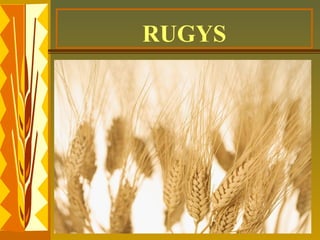 Mulghbas Rigeus Projektas „Rugelio kelionė'' | PPT