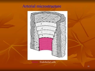 10
Arterial microstructure
Intima Endothelial cells
 