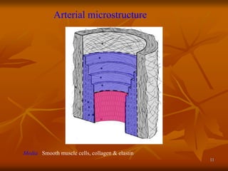 11
Arterial microstructure
Media Smooth muscle cells, collagen & elastin
 